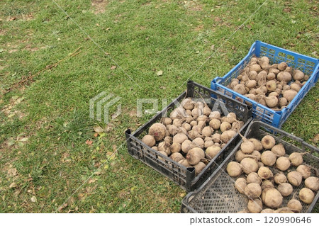 Plastic crates filled with freshly picked beets stand on green grass. There is still soil on the roots. Autumn harvest in the countryside. Free space for text Plastic crates filled with freshly picked beets stand on green grass. There is still soil on the roots. Autumn harvest in the countryside. Free space for text 120990646