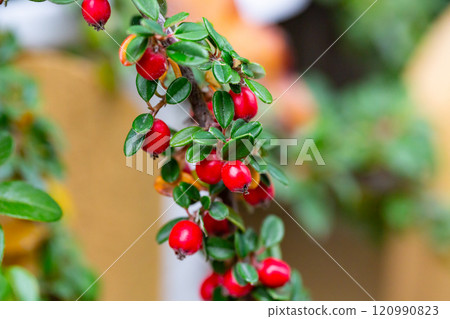 Cotoneaster horizontalis close up. Branches with red berries and green leaves. 120990823