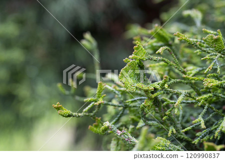 Green Thuja in garden close-up Green Thuja in garden close-up 120990837