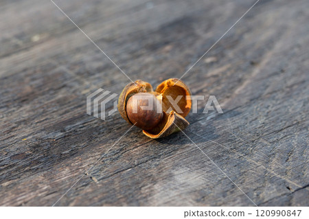 camellia seeds, close up. seeds of Chinese camellia from the leaves of which black and green tea are made. 120990847