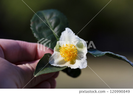 Camellia sinensis tea plant flower, white flower in a woman's hand, blooming Chinese tea bush, close-up. Camellia sinensis tea plant flower, white flower in a woman's hand, blooming Chinese tea bush, close-up. 120990849