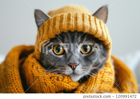 Happy cat wearing Miner costumes, studio lighting, isolated on white background, stock photographic style 120991472