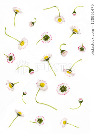Chamomiles scattered randomly on white background Chamomiles scattered randomly on white background 120991479