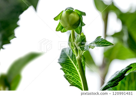 Macro photo of dahlia bud and leaves Macro photo of dahlia bud and leaves 120991481