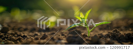 Young plant growing on field, agricultural land, organic farming, environment care, earth day concept 120991717