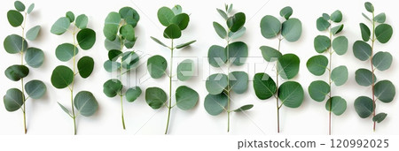 Fresh eucalyptus leaves set isolated, eucalyptus twigs, leaf, branches collection, decorative foliage 120992025