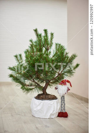 Christmas gnome toy with red hat near Christmas tree 120992997