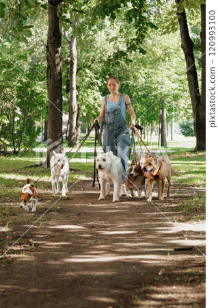 woman is walking her dogs in park 120993100