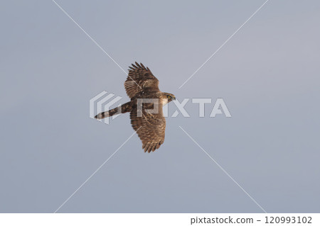 Young Goshawk in Flight 120993102