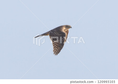 在飛行中的年輕蒼鷹 在飛行中的年輕蒼鷹 120993103