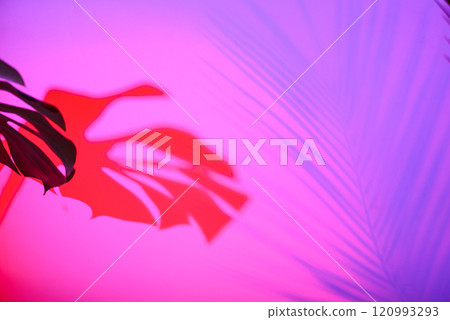 Vivid neon-lit tropical leaf on pink background Vivid neon-lit tropical leaf on pink background 120993293
