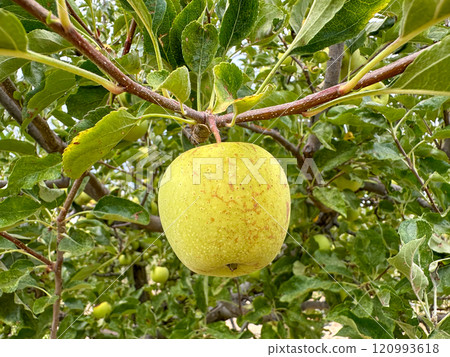 Apple orchard, rows of apple trees full of fruit ready for picking Apple orchard, rows of apple trees full of fruit ready for picking 120993618