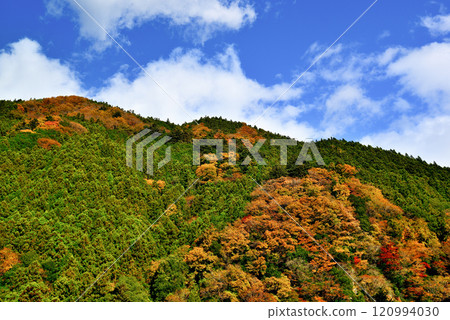 Early autumn: Autumn foliage at Kazuma Gorge in Okutama 120994030