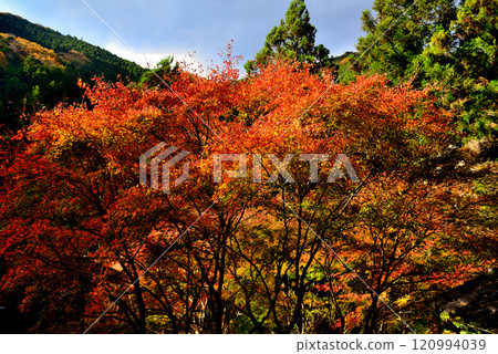 初秋，奧多摩和間峽谷，秋葉風景 120994039