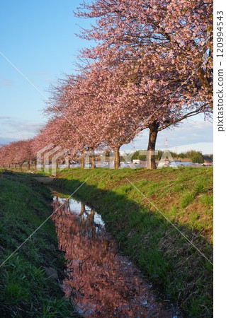 Scenery of Shinkawa Senbonamiki in Yachiyo City shining in the morning sunlight Ver2 120994543