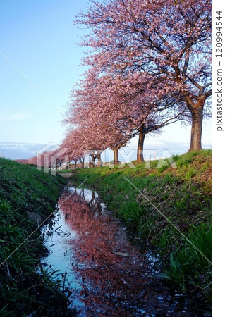 Scenery of the Shinkawa Senbonamiki avenue in Yachiyo City shining in the morning sunlight Ver1 120994544
