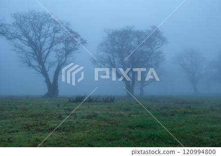 Morning mist Morning mist 120994800