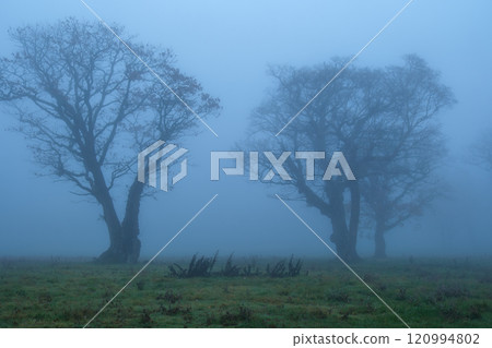 Fog grove Fog grove 120994802