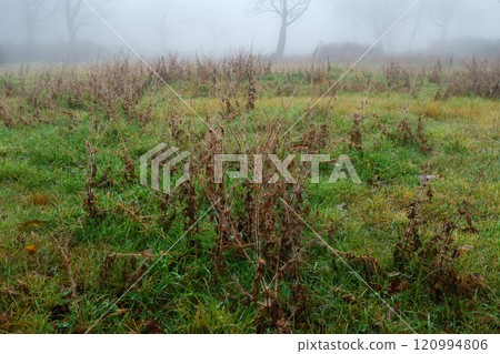 Morning dew of prairie Morning dew of prairie 120994806