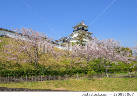 Kakegawa Castle tower decorated with cherry blossoms Kakegawa Castle tower decorated with cherry blossoms 120995067