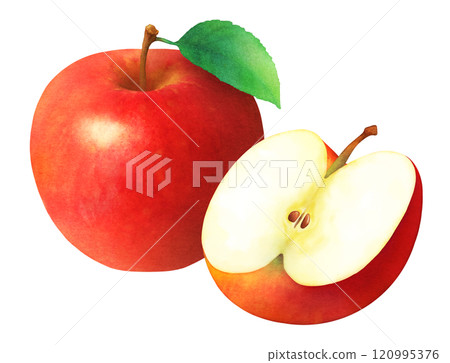 Hand-drawn watercolor illustration of red apples and leaves_Apples cut in half_Fresh fruit Hand-drawn watercolor illustration of red apples and leaves_Apples cut in half_Fresh fruit 120995376