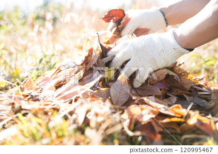 Collecting fallen leaves in the garden Collecting fallen leaves in the garden 120995467