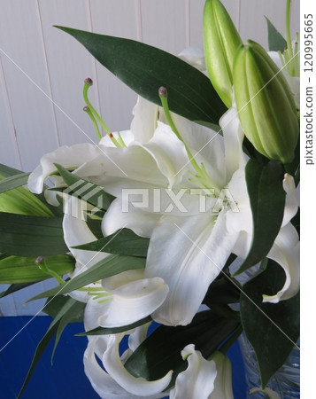 White lilies in a vase 120995665