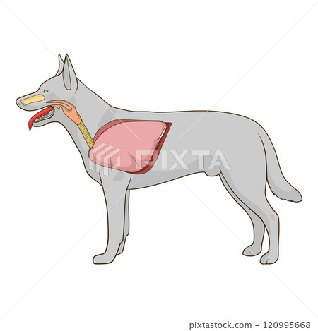 Respiratory system of the dog vector illustration 120995668