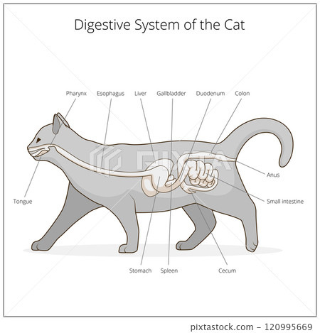 Digestive system of the cat vector illustration 120995669