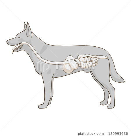 Digestive system of the dog vector illustration 120995686