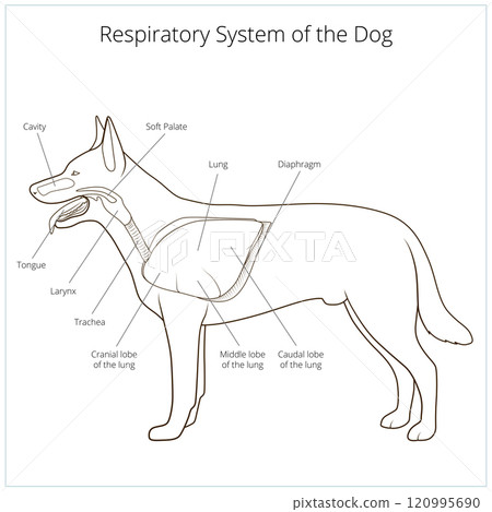 Respiratory system of the dog vector illustration 120995690