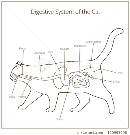 Digestive system of the cat vector illustration 120995698