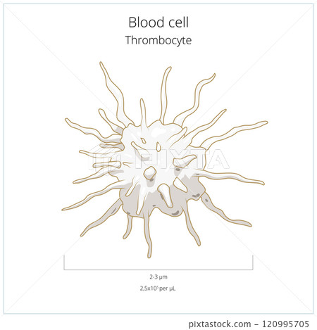 Platelet thrombocyte blood cell vector 120995705