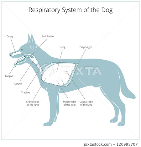 Respiratory system of the dog vector illustration 120995707