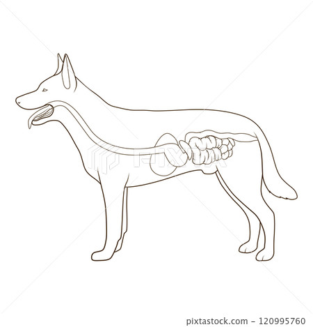 Digestive system of the dog vector illustration 120995760