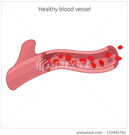 Healthy blood vessel vector illustration 120995762