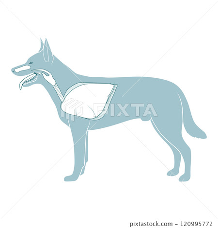 Respiratory system of the dog vector illustration 120995772
