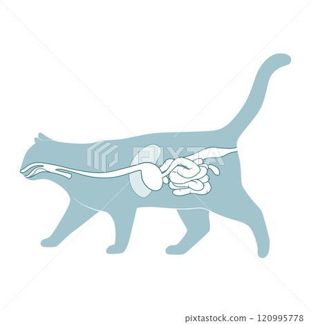 Digestive system of the cat vector illustration 120995778