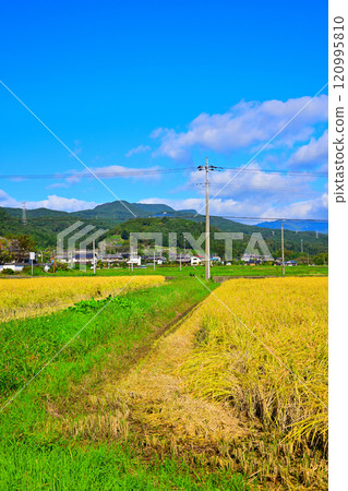 Harvest Autumn: Okutone Steam Road, Rural Scenery, Minakami Town 120995810