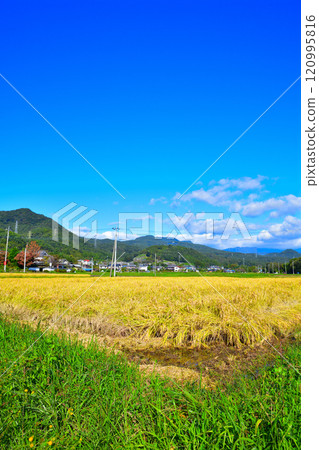 豐收之秋 奧利根湯村公路 水上町田園風光 豐收之秋 奧利根湯村公路 水上町田園風光 120995816