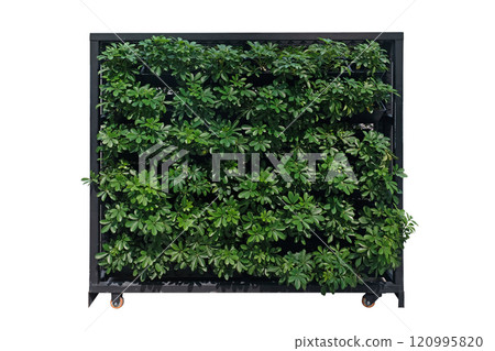 Green wall Vertical gardens 120995820