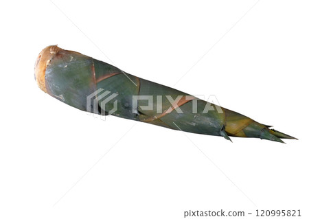 Bamboo shoot or Bamboo sprout or New born bamboo 120995821