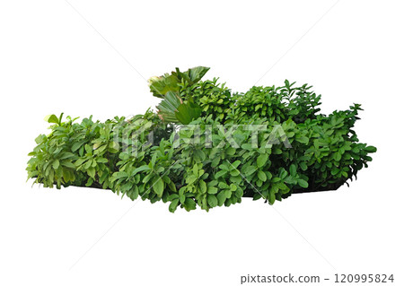 Green garden shrub Green garden shrub 120995824