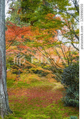Kyoto, Autumn in Ohara Sanzen-in Temple, Yusei-en Kyoto, Autumn in Ohara Sanzen-in Temple, Yusei-en 120996050