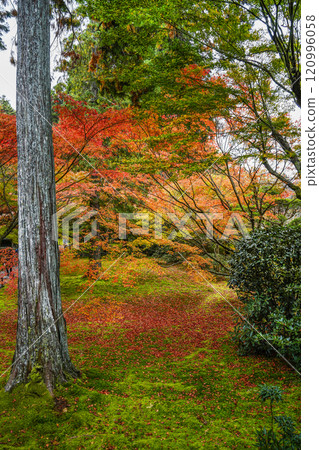 Kyoto, Autumn in Ohara Sanzen-in Temple, Yusei-en Kyoto, Autumn in Ohara Sanzen-in Temple, Yusei-en 120996058