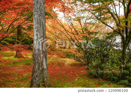 Kyoto, Autumn in Ohara Sanzen-in Temple, Yusei-en Kyoto, Autumn in Ohara Sanzen-in Temple, Yusei-en 120996108