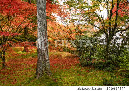 京都之秋 大原三禪院遊青園 京都之秋 大原三禪院遊青園 120996111