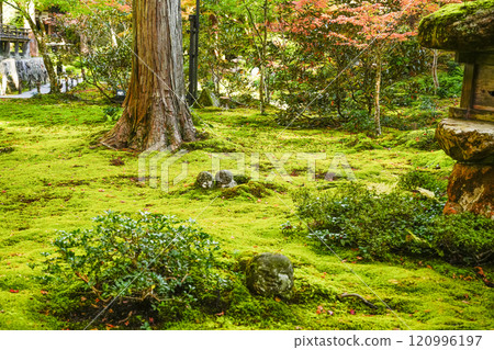京都之秋 大原三千院 兒童地藏菩薩 120996197