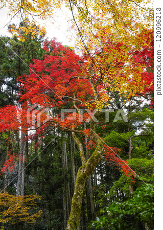 秋天的京都、大原三千院境內 秋天的京都、大原三千院境內 120996218
