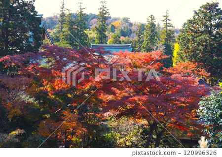 Engakuji Temple surrounded by autumn leaves (Yamanouchi, Kamakura City, Kanagawa Prefecture) 120996326